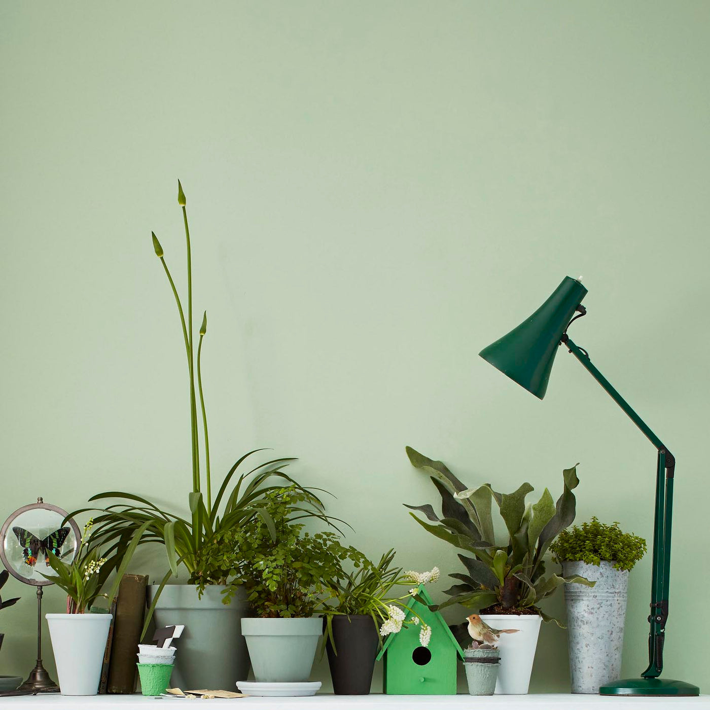 Cricket - Eggshell No. 17