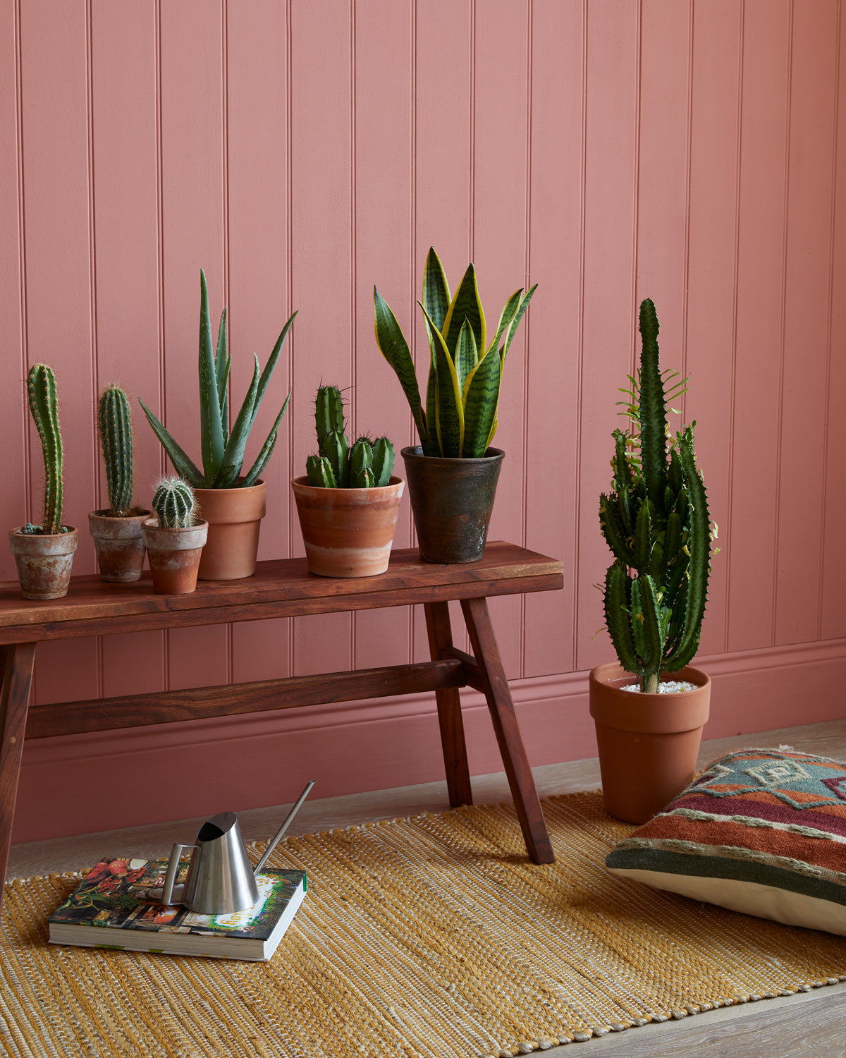 Cacti on bench in front of painted wall|Moroccan inspired mood board