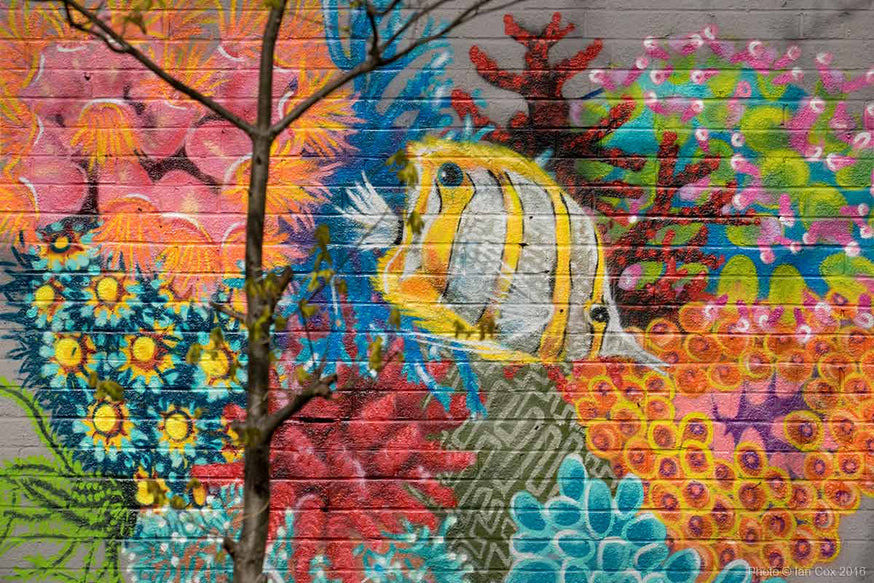 Louis Masai - coral portfolio