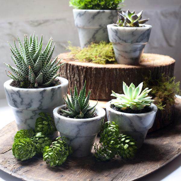 Refresh your home for spring with house plants