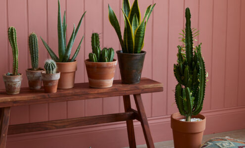 Cacti on bench in front of painted wall