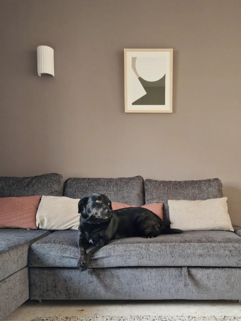 A black dog on a grey couch.